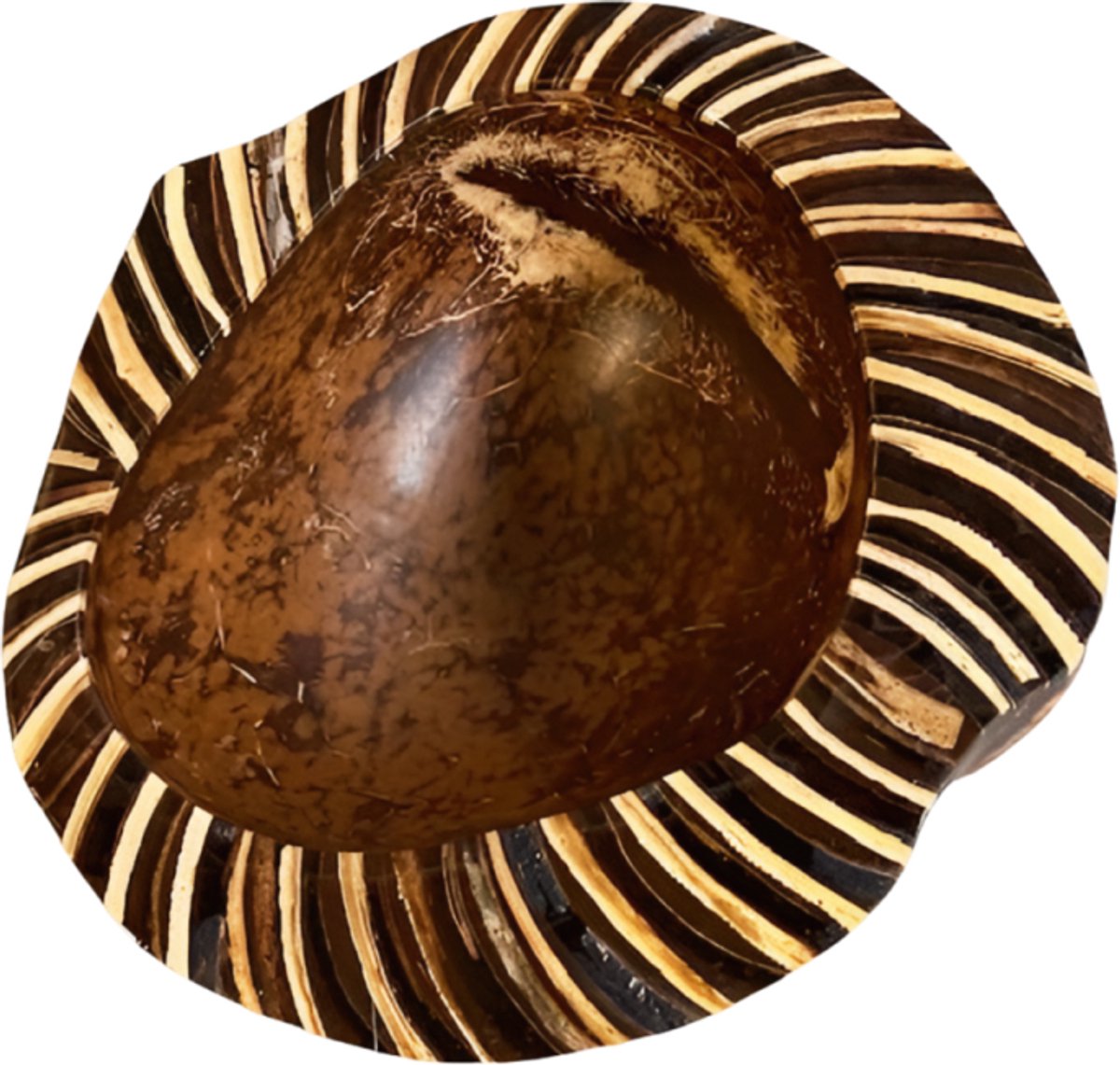Bowl coco zebra
