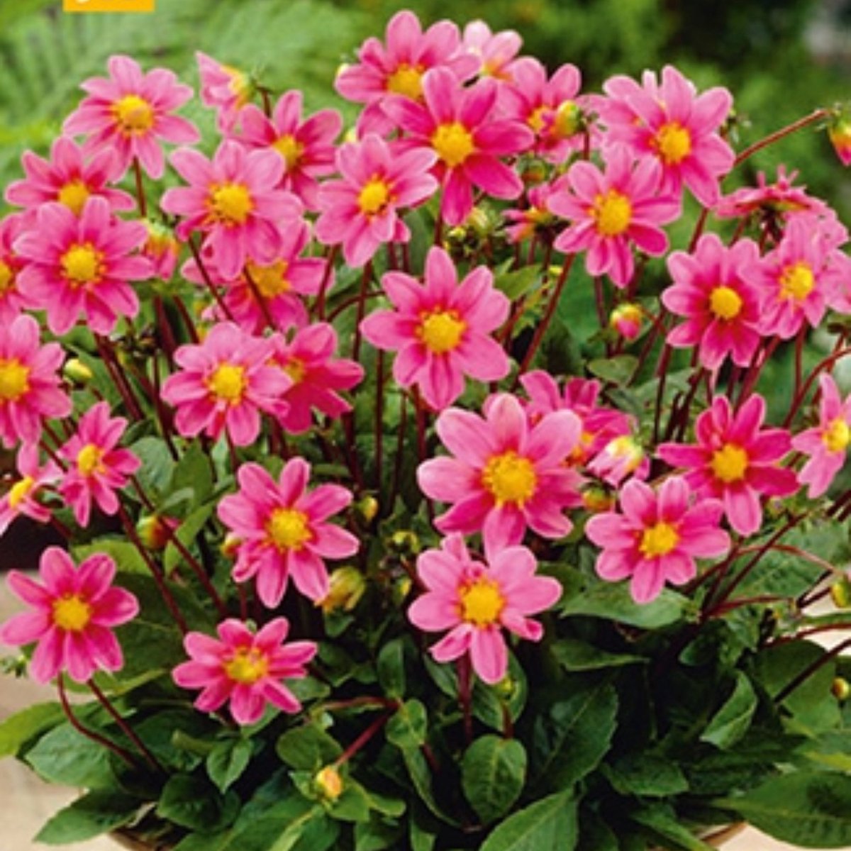 Tuindahlia (Dahlia Hortensis) - Dahlia Topmix Roze - Bijen-Vlinders - Snijbloemen - Zomerbollen