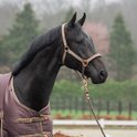 Zwart paard met bronskleurig halster en paardendeken.