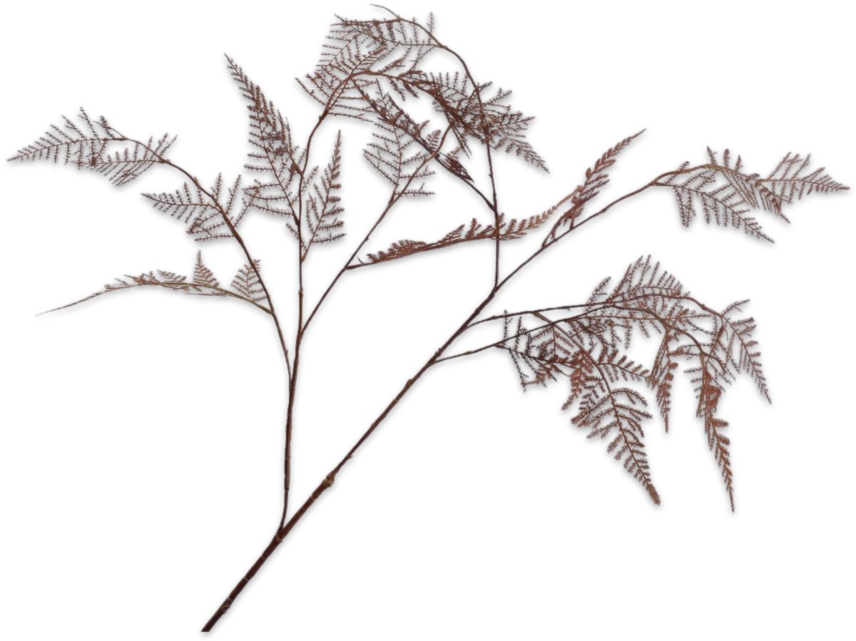 Silk-ka Asparagus tak bruin 113 cm