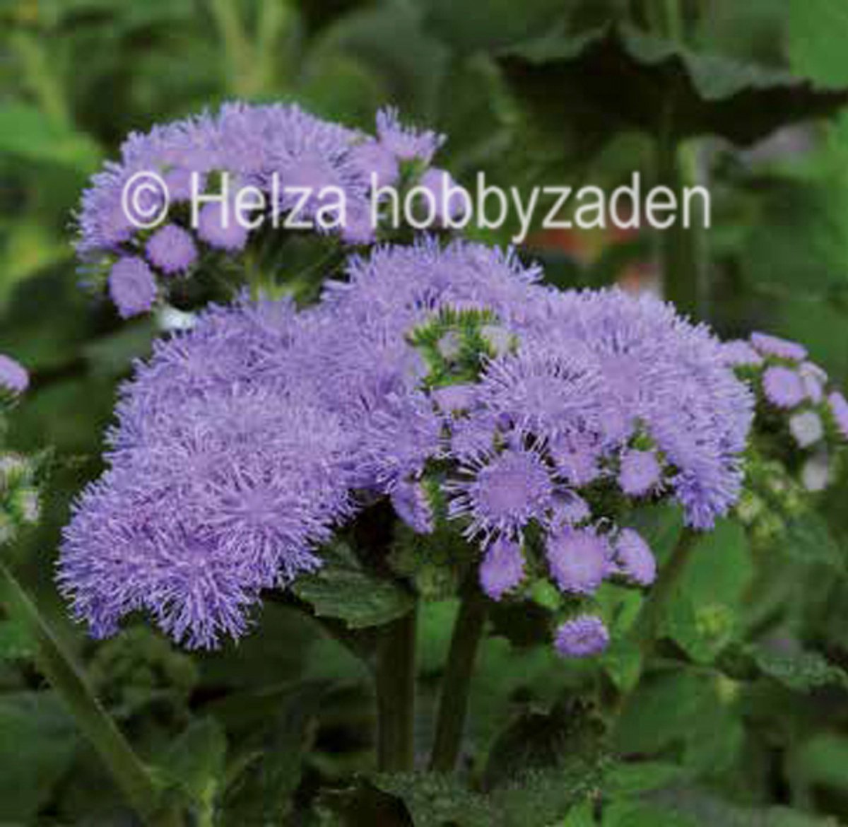 Ageratum Houstonianum Bleu Horizon F1 ca 50 pillen
