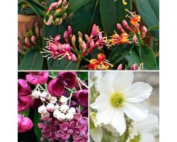 3 x Groenblijvende Klimplanten mix: 3 halen, 2 betalen! - Hele jaar Bloemen - Clematis Early Sensation (Wit), Akebia Quinata (Rood) en Lonicera Henryi (Rood) - Meerjarig klimplanten en Winterharde tuinplanten | 3 x 1,5 liter pot