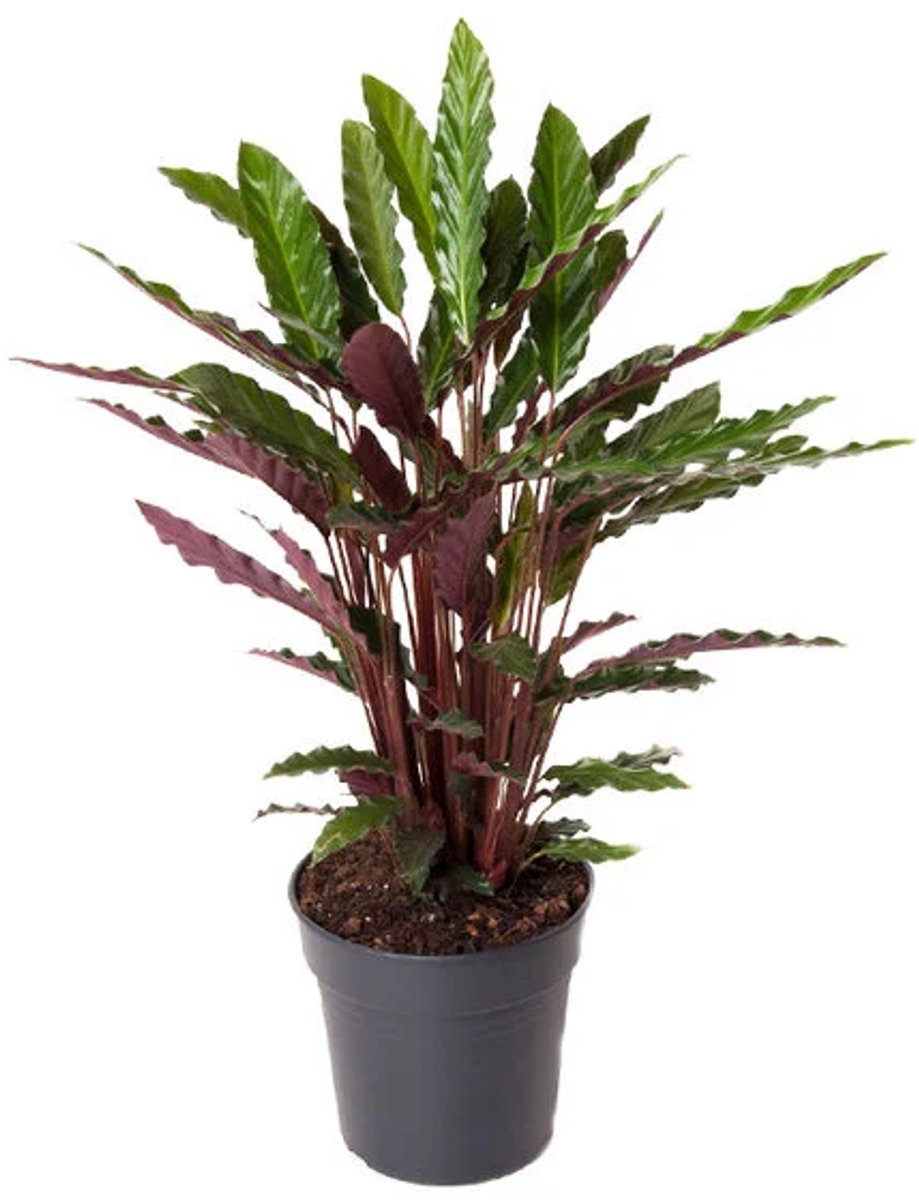 JUNAVERA Calathea rufibarba | fluweelcalathea voor terrarium en woonkamer | 7 cm pot | 16 cm hoog