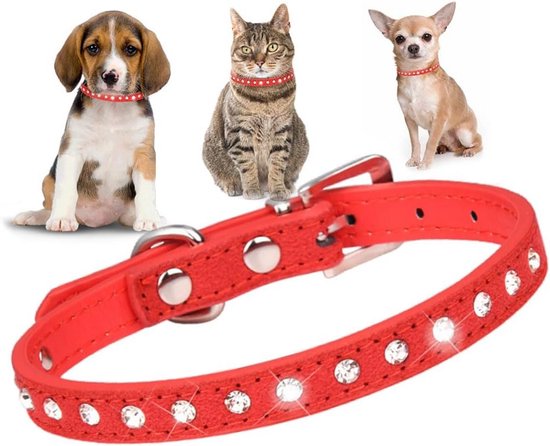 Maak kennis met de rassen van kortharige honden