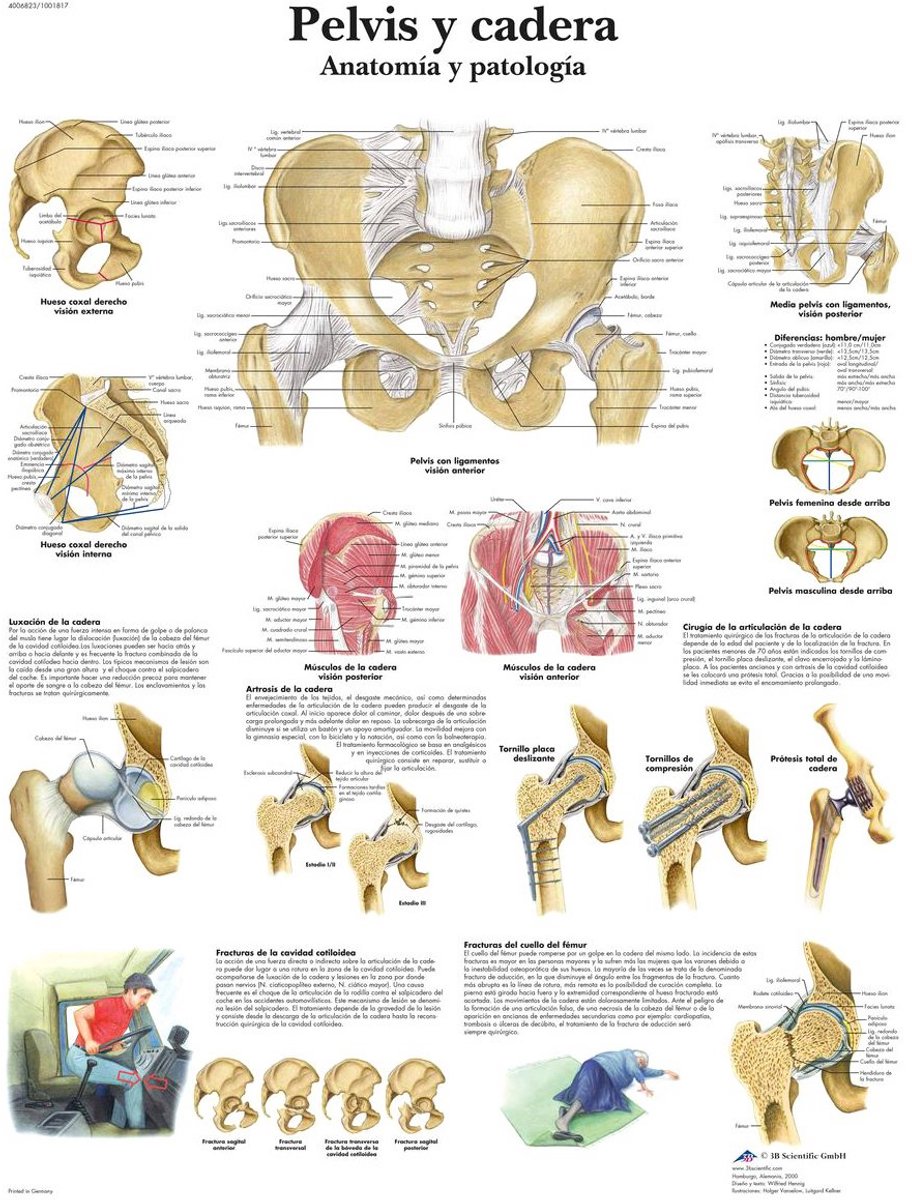Anatomische Poster Manueel Bekken en Heupen: Spiergroepen en Pathologie