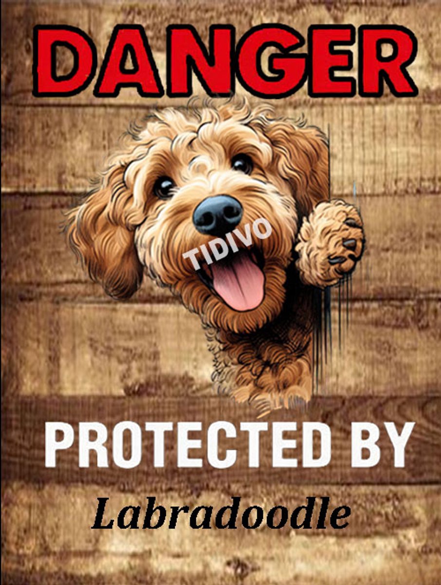 Labradoodle 19