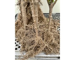 10x Lijsterbes spirea - Sorbaria sorbifolia | 40-60 cm Blote wortel