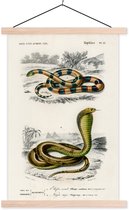 Affiche scolaire - Serpent - Vintage - Reptiles - 60x90 cm - Lattes vierges
