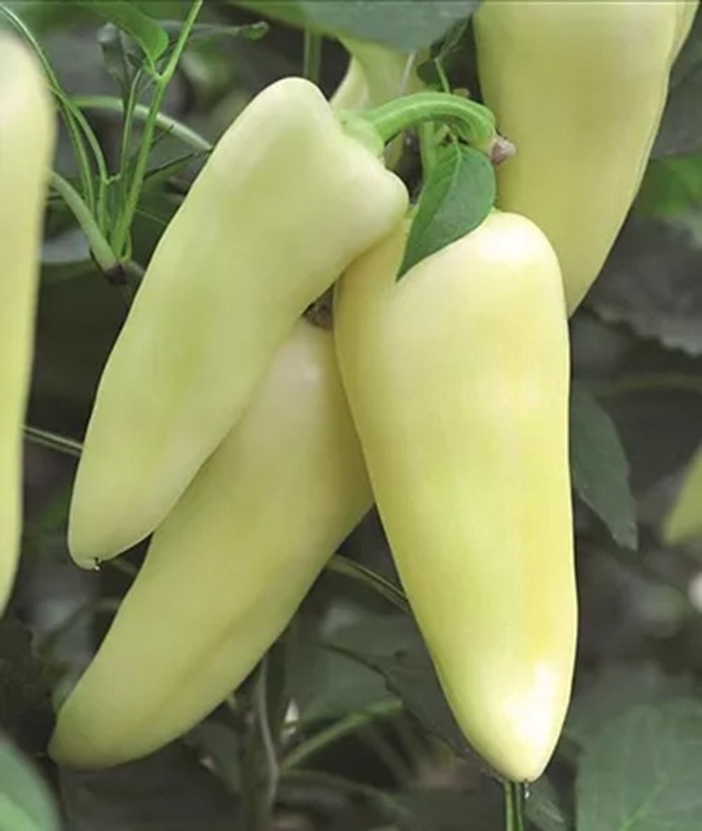 Paprika Inara (pinokkio) 5 zaden