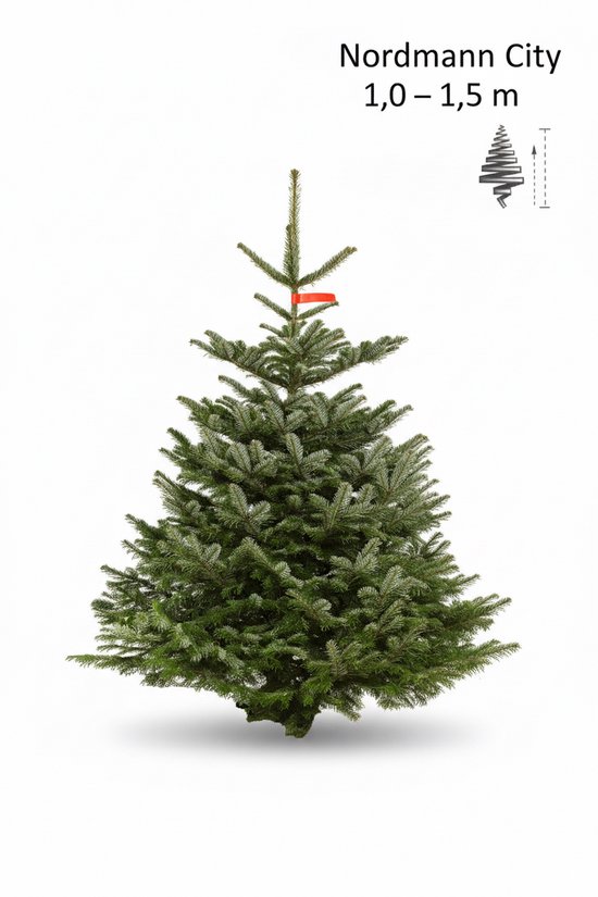 Echte Nordmann kerstboom 1,0 – 1,5 m | Volle premium kerstboom zonder kluit | Thuisbezorgd door Kerstboomthuisbezorgen.nl