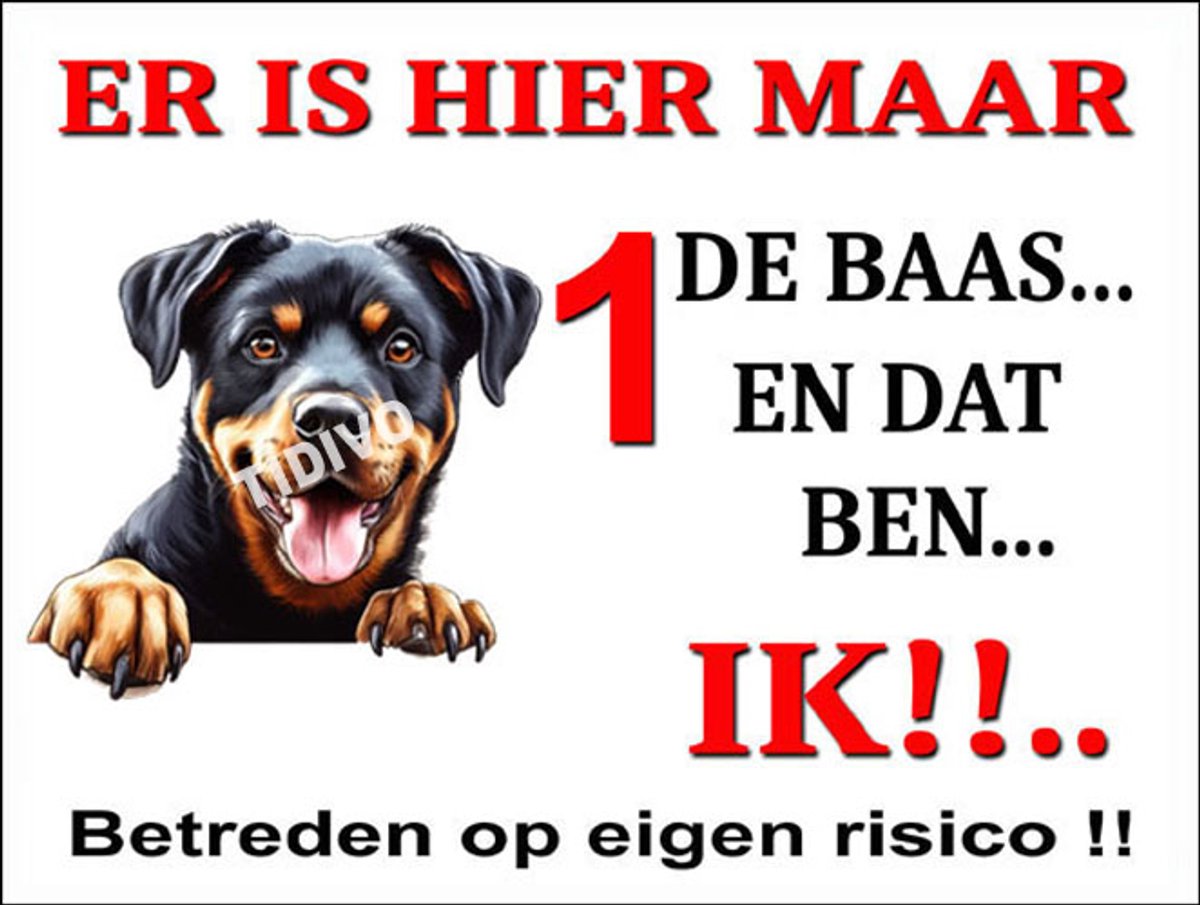 Beauceron 26