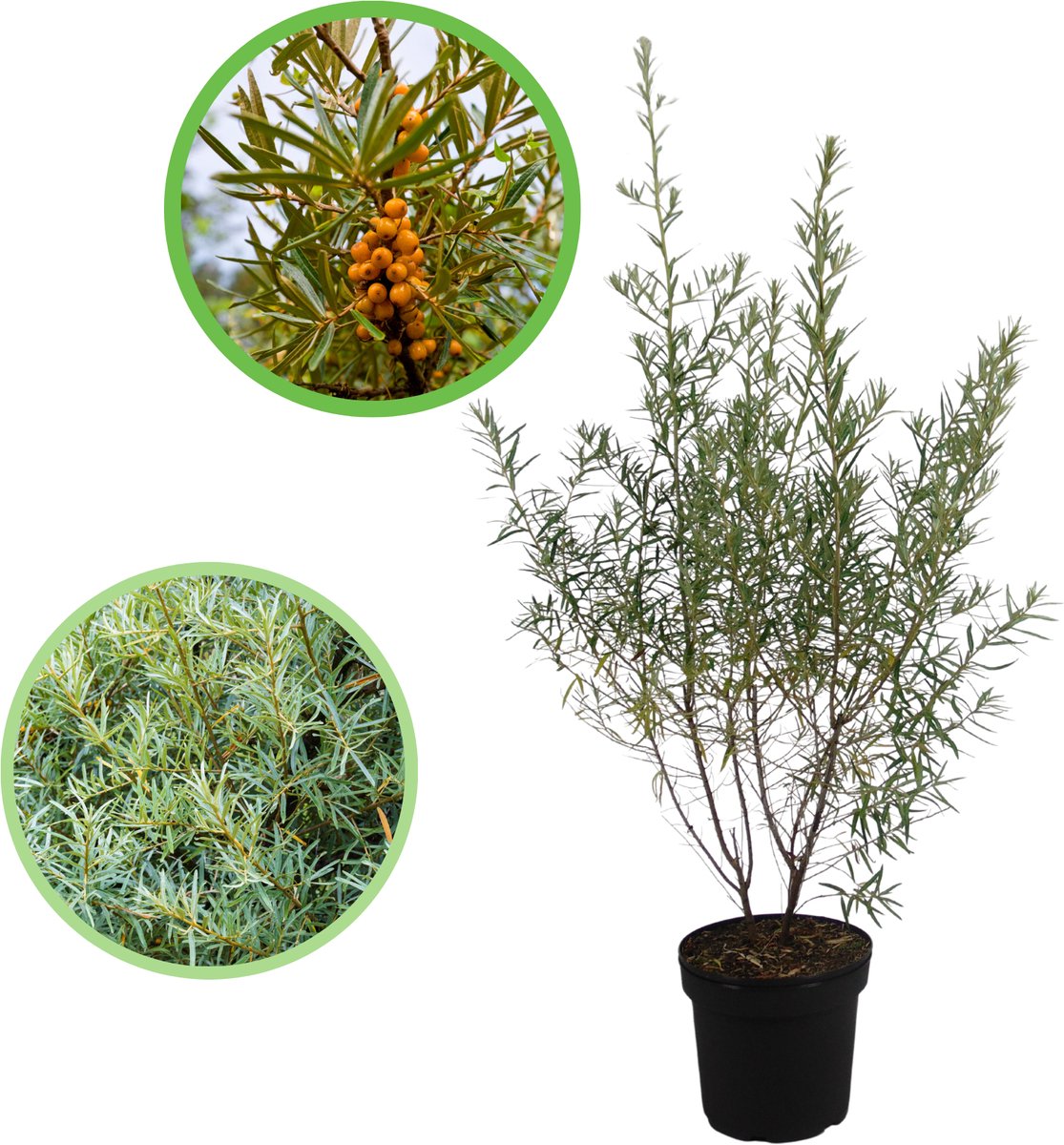 Duindoorn 80-100 cm (in pot) - Hippophae rhamnoides - Ø26 cm - inheemse plant - natuurlijke bescherming dankzij doorns - eetbare oranje bessen