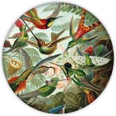 Akoestische Muurcirkel - Kolibries - Geluiddempende Wandcirkel - ø80cm