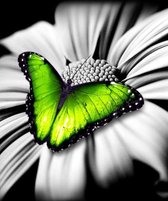 Mooie  Zwart Grijs Groene Vlinder – 40x30cm - VIERKANT – HQ Diamond Painting - volledig dekkend - Diamant Schilderen – voor Volwassenen – Botanisch – dier