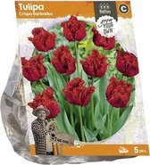 Plantenwinkel Tulipa Crispa Barbados tulpen bloembollen per 5 stuks