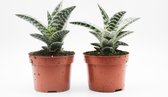 Ikhebeencactus Aloe Variegata 2 stuks 10,5cm pot