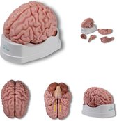 Het menselijk lichaam - anatomie model hersenen, 5-delig
