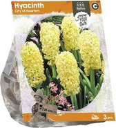 Plantenwinkel Hyacinthus City of Haarlem bloembollen per 3 stuks