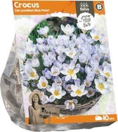 Plantenwinkel Crocus Chrysanthus Blue Pearl bloembollen per 10 stuks