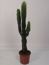 Cactus van Botanicly – Cowboycactus – Hoogte: 85 cm – Euphorbia ingens
