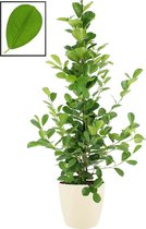 Mama's Planten - Ficus Microcarpa Moclame In ELHO Brussels Round (soap) - Vers Van De Kweker - ↨ 105cm - ⌀ 22cm