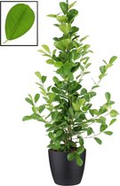 Mama's Planten - Ficus Microcarpa Moclame In ELHO Brussels Round (zwart) - Vers Van De Kweker - ↨ 105cm - ⌀ 22cm