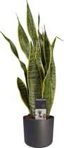 FloriaFor - Sansevieria Laurentii XL Met Elho B.for Soft Antracite - - ↨ 55cm - ⌀ 14cm