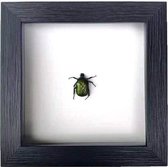 Apeirom Opgezette Javaanse green metallic jewel scarab - decoratief - in 3D lijst - 16 cm x 16 cm - zwarte lijst