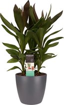 Hellogreen Kamerplant - Cordyline Glauca - 60 cm - Elho Brussels Antracite