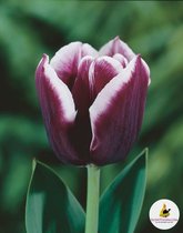 Ilovetulipa - Ilovedahlia Tulips Jackpot 12/+ (x10)