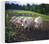 Toile Peinture Cochon - Boue - Animal - 80x60 cm - Décoration murale