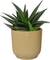 Cactus van Botanicly – Haworthia in beige ELHO plastic pot als set – Hoogte: 20 cm