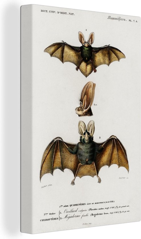 Tableau sur toile Chauve-souris - Vintage - Animal - 90x140 cm - Décoration murale
