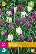 Jub Holland - bloembollen - Fritillaria Meleagris - maat 6/7 - 30 stuks