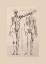 Vintage Poster Anatomie van Het Menselijk Lichaam - Skelet, Hart, Spieren en Organen - 50x70