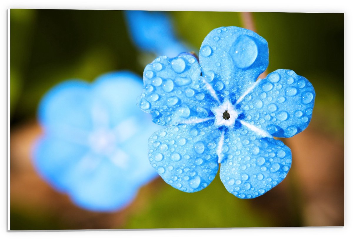 KuijsFotoprint Forex - Licht Blauwe Bloem op Groene Achtergrond - 60x40cm Foto op Forex