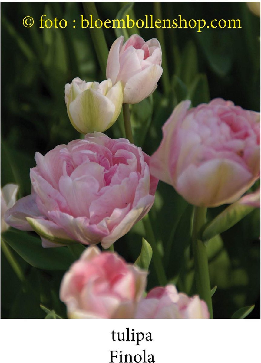 tulp Finola 25 bollen maat 12/+ tulpen bloembollen tulpenbollen