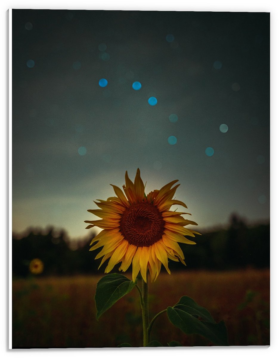 KuijsFotoprint Forex - Zonnebloem in de Nacht - 30x40cm Foto op Forex Blauw