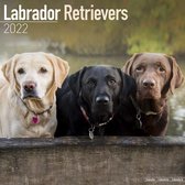 Labrador Retrievers Kalender 2022