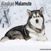 Alaskan Malamute - Sledehond - Kalender 2022