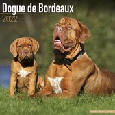 Dogue de Bordeaux Kalender 2022