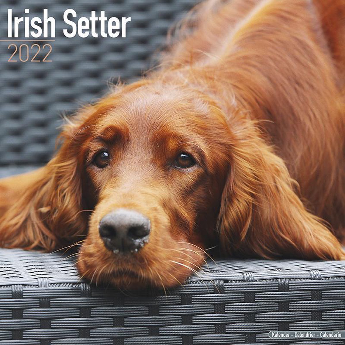 Irish Setter - Ierse Setter - Kalender 2022