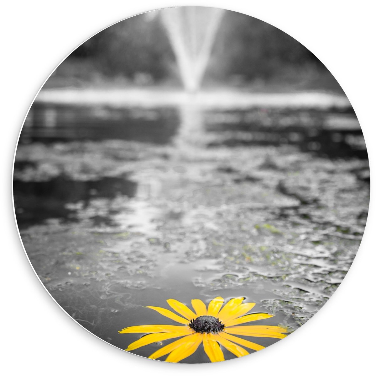 KuijsFotoprint - Schilderij - Gele Bloem In Het Water Bij Fontein - Zwart, Wit En Geel - 6