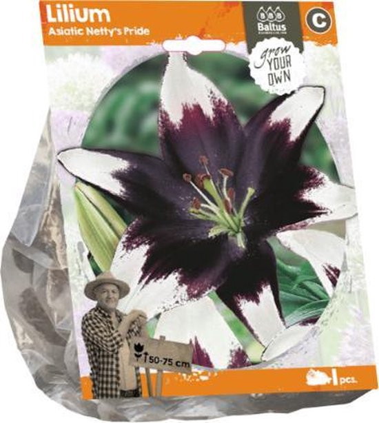 Lilium Asiatic Netty's Pride (Sp) per 1 bol
