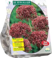 Plantenwinkel Allium Atropurpureum bloembollen per 7 stuks