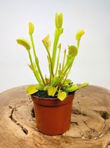 Vleesetende plant vliegenval - 2 stuks | Ø 9 cm - Hoogte 10 cm | Vangt insecten in huis