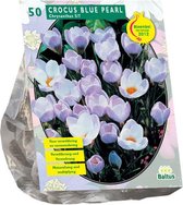 Plantenwinkel Crocus Chrysanthus Blue Pearl bloembollen per 50 stuks