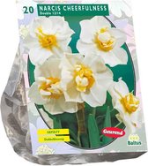 Plantenwinkel Narcissus Cheerfulness bloembollen per 20 stuks