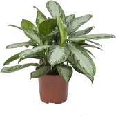 Silver Bay Aglaonema - 70cm