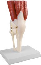 Het menselijk lichaam - anatomie model kniegewricht met spieren